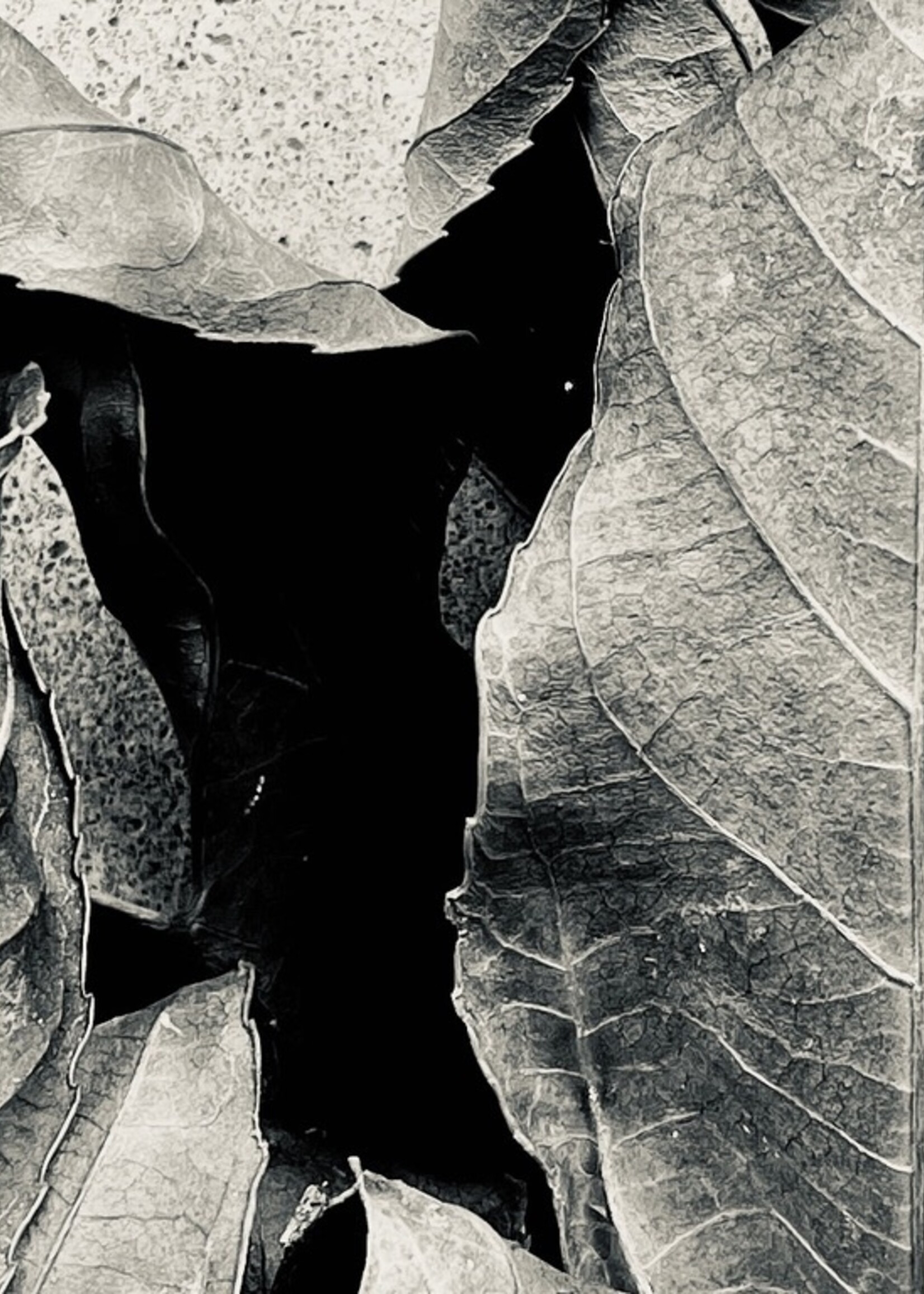 Muse Gallery Fallen by Cindy K. Smith