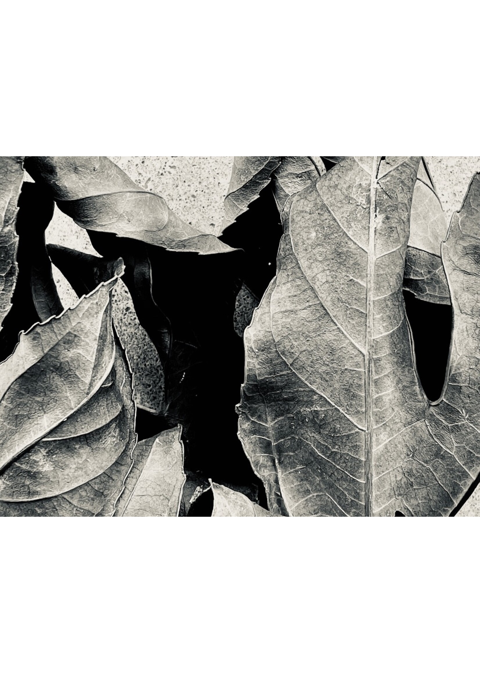 Muse Gallery Fallen by Cindy K. Smith