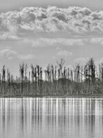 Muse Gallery Ghost Tree Reflection by  Cindy K. Smith