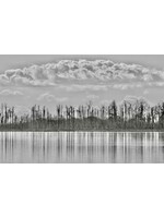 Muse Gallery Ghost Tree Reflection by  Cindy K. Smith