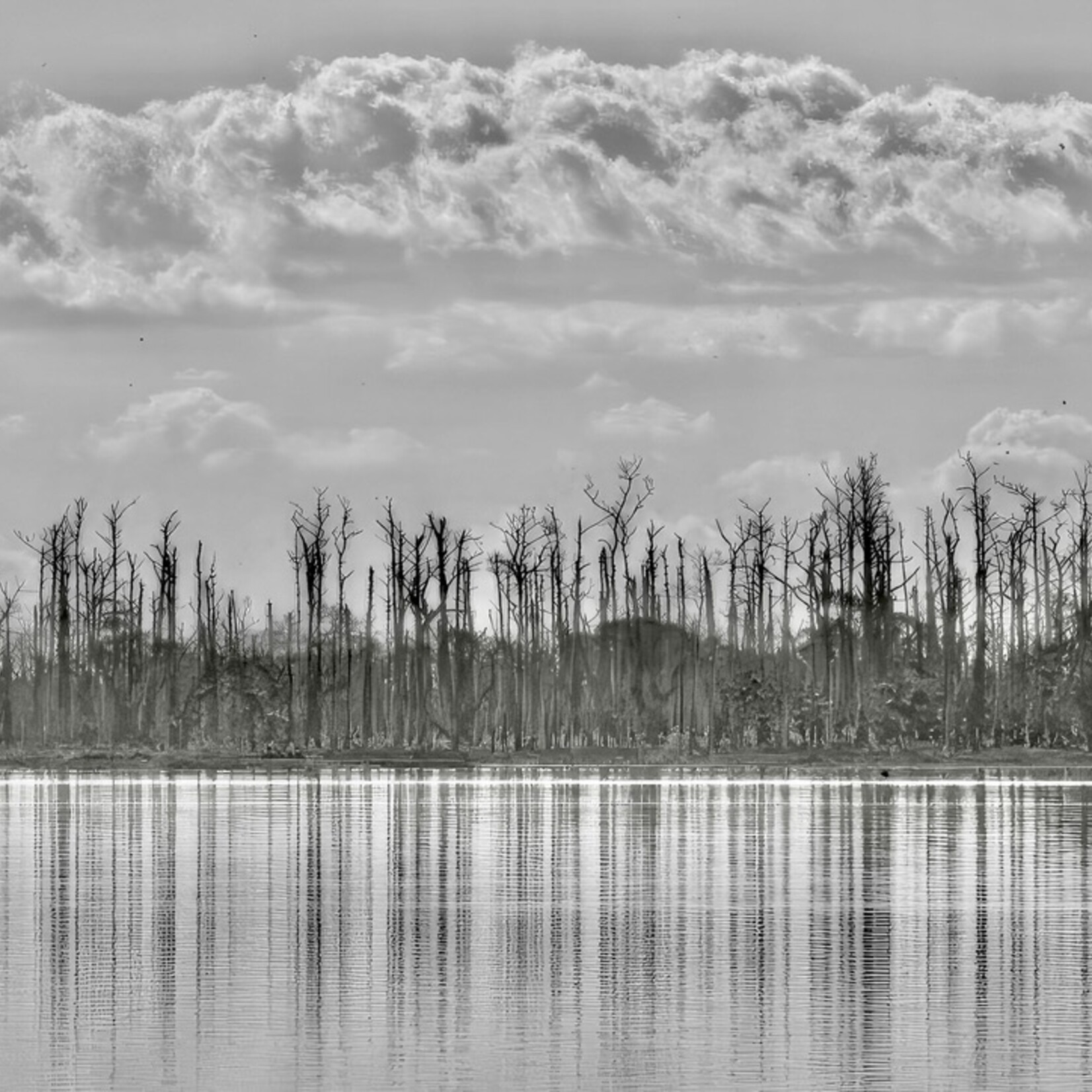 Muse Gallery Ghost Tree Reflection by Cindy K. Smith