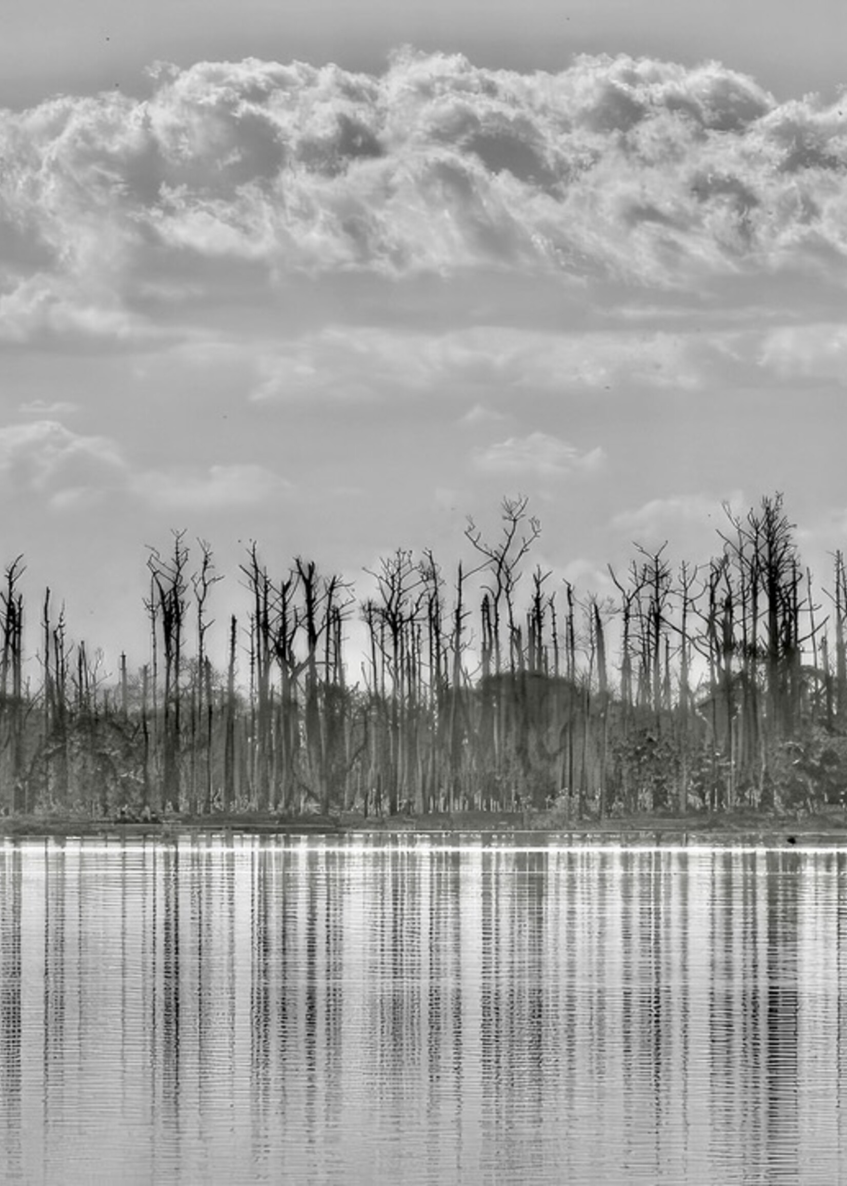 Muse Gallery Ghost Tree Reflection by Cindy K. Smith