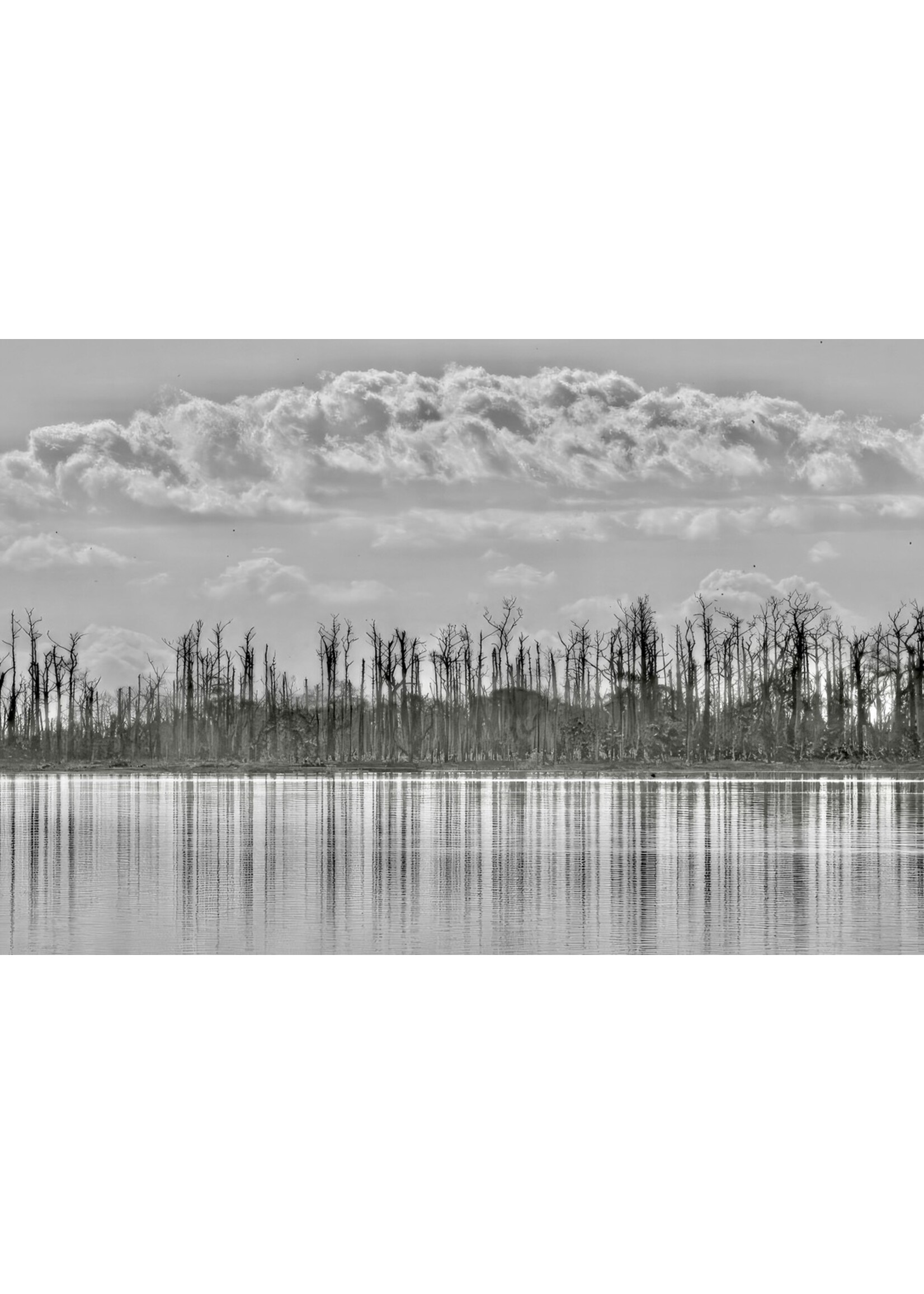 Muse Gallery Ghost Tree Reflection by Cindy K. Smith