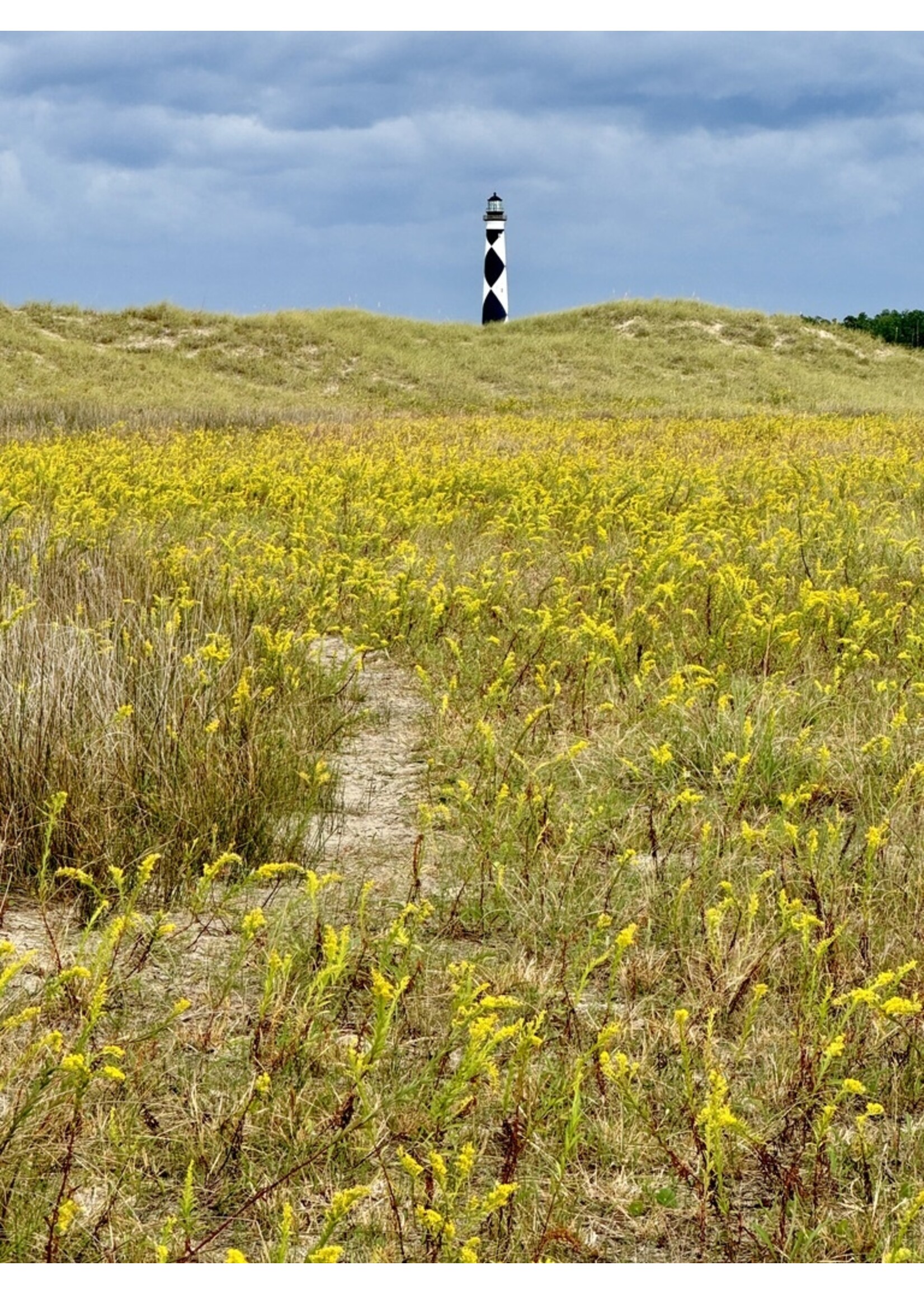 Muse Gallery Gold & Diamonds by Cindy K. Smith