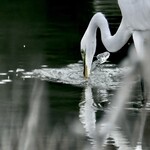 Muse Gallery Great White Egret by Cindy K. Smith