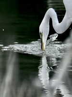 Muse Gallery Great White Egret by Cindy K. Smith