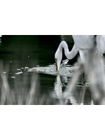 Muse Gallery Great White Egret by Cindy K. Smith