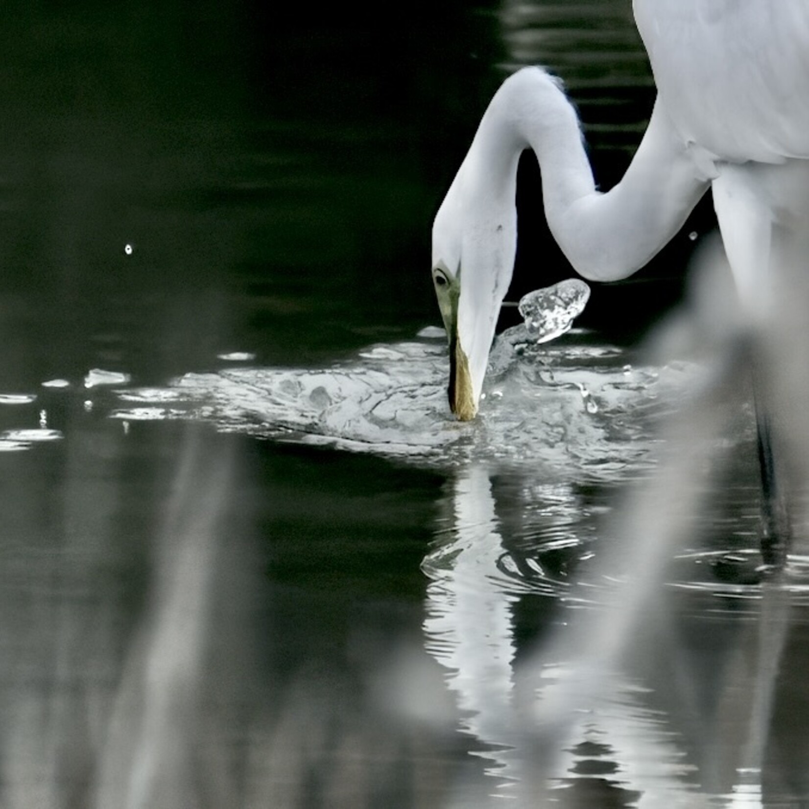Muse Gallery Great White Egret by Cindy K. Smith