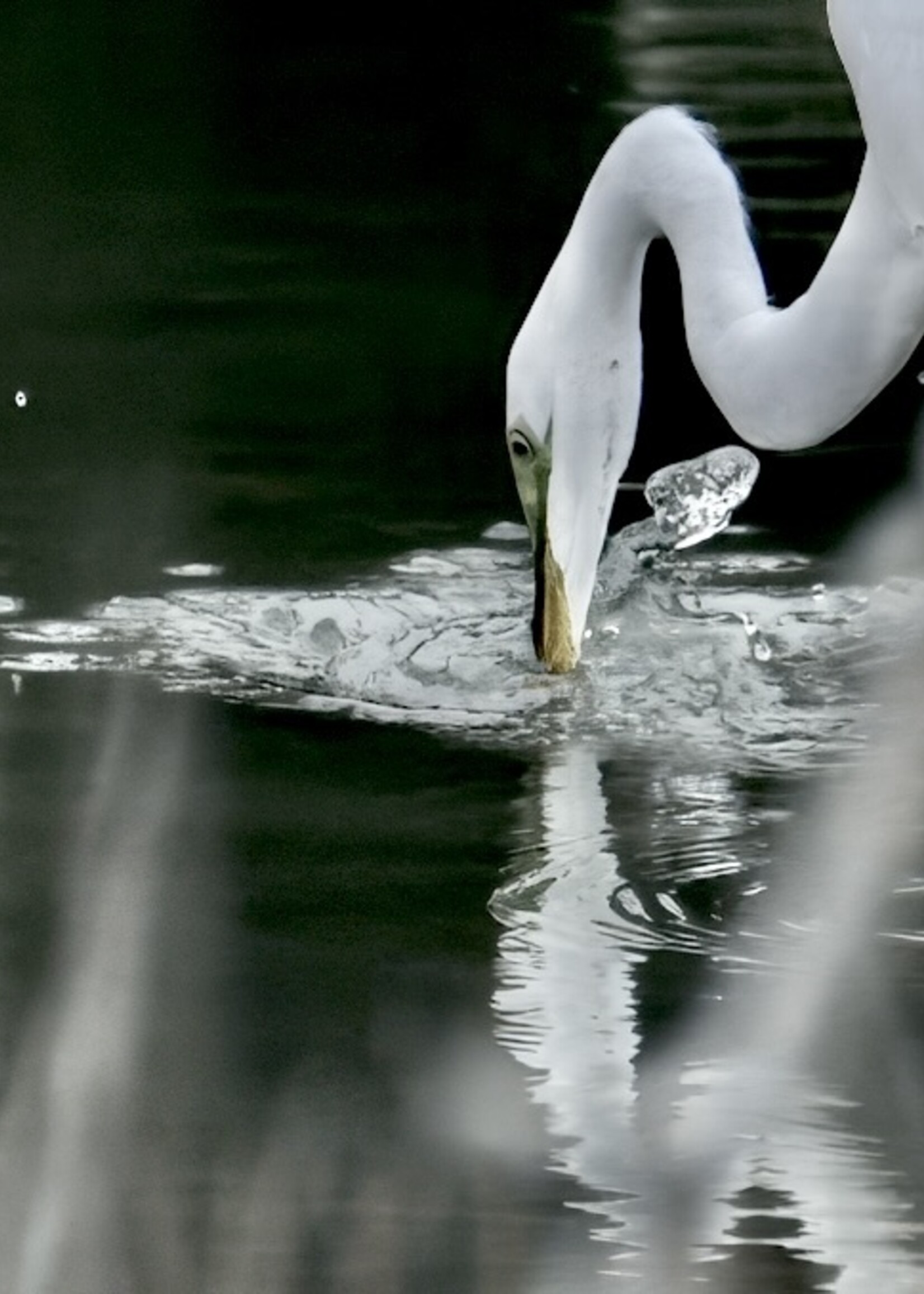Muse Gallery Great White Egret by Cindy K. Smith