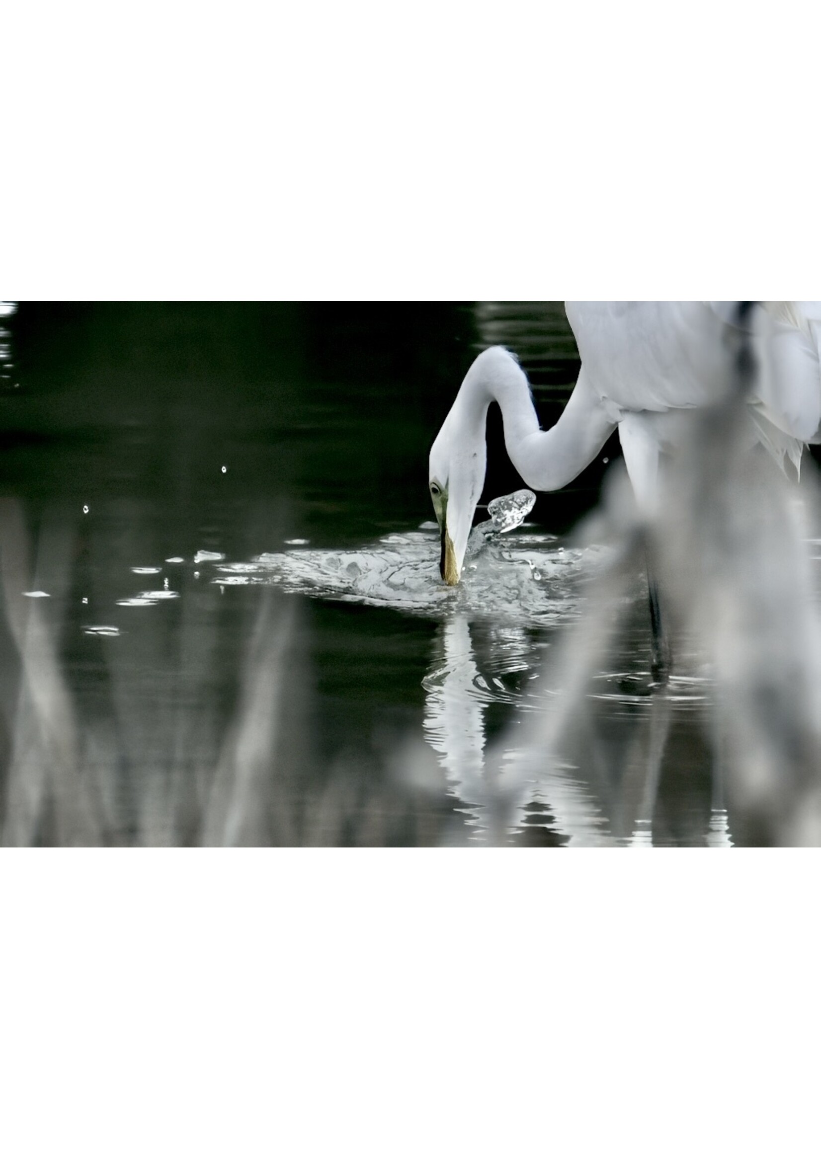 Muse Gallery Great White Egret by Cindy K. Smith
