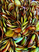 Muse Gallery Hendrix Scallops by  Cindy K. Smith