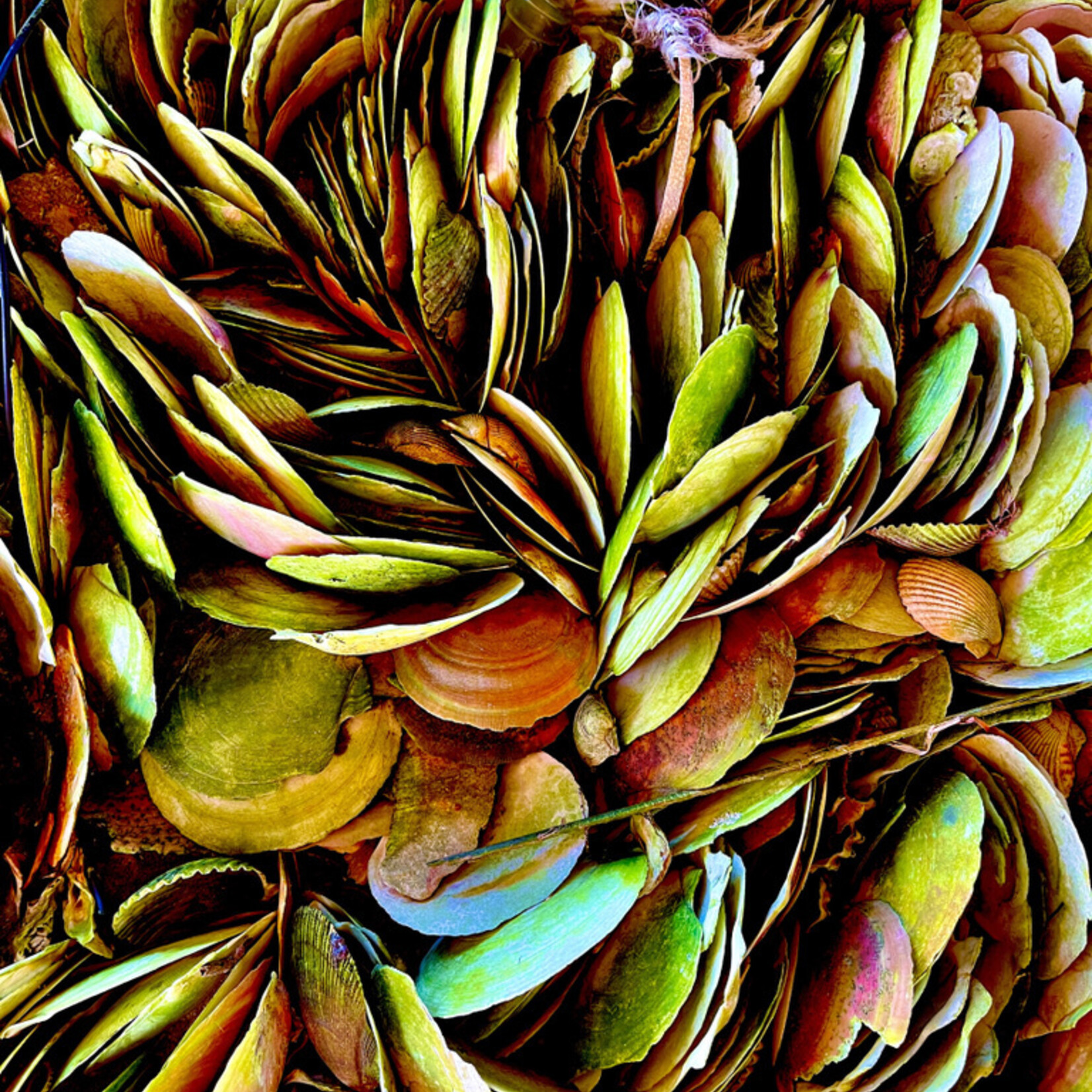 Muse Gallery Hendrix Scallops by  Cindy K. Smith