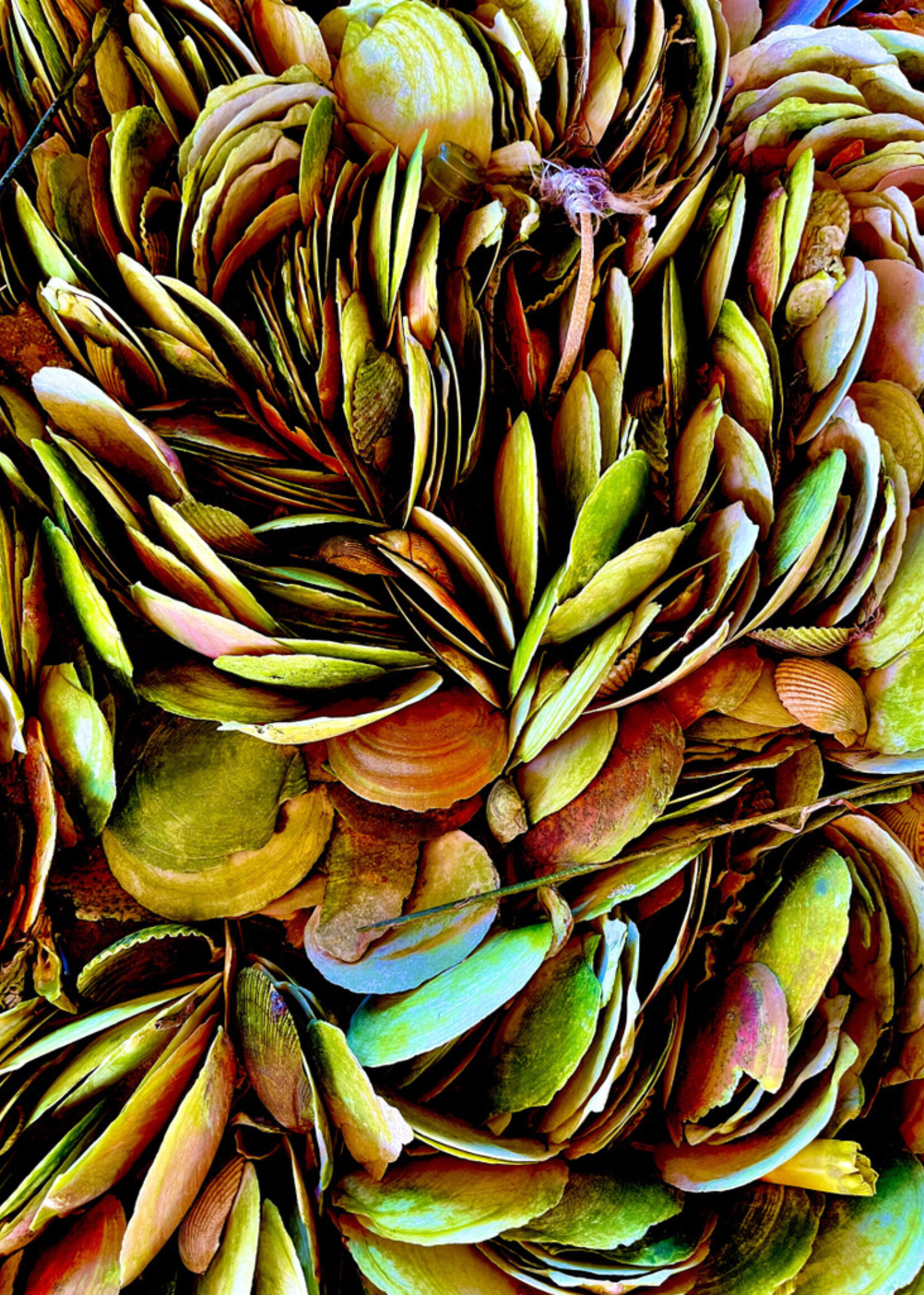 Muse Gallery Hendrix Scallops by  Cindy K. Smith