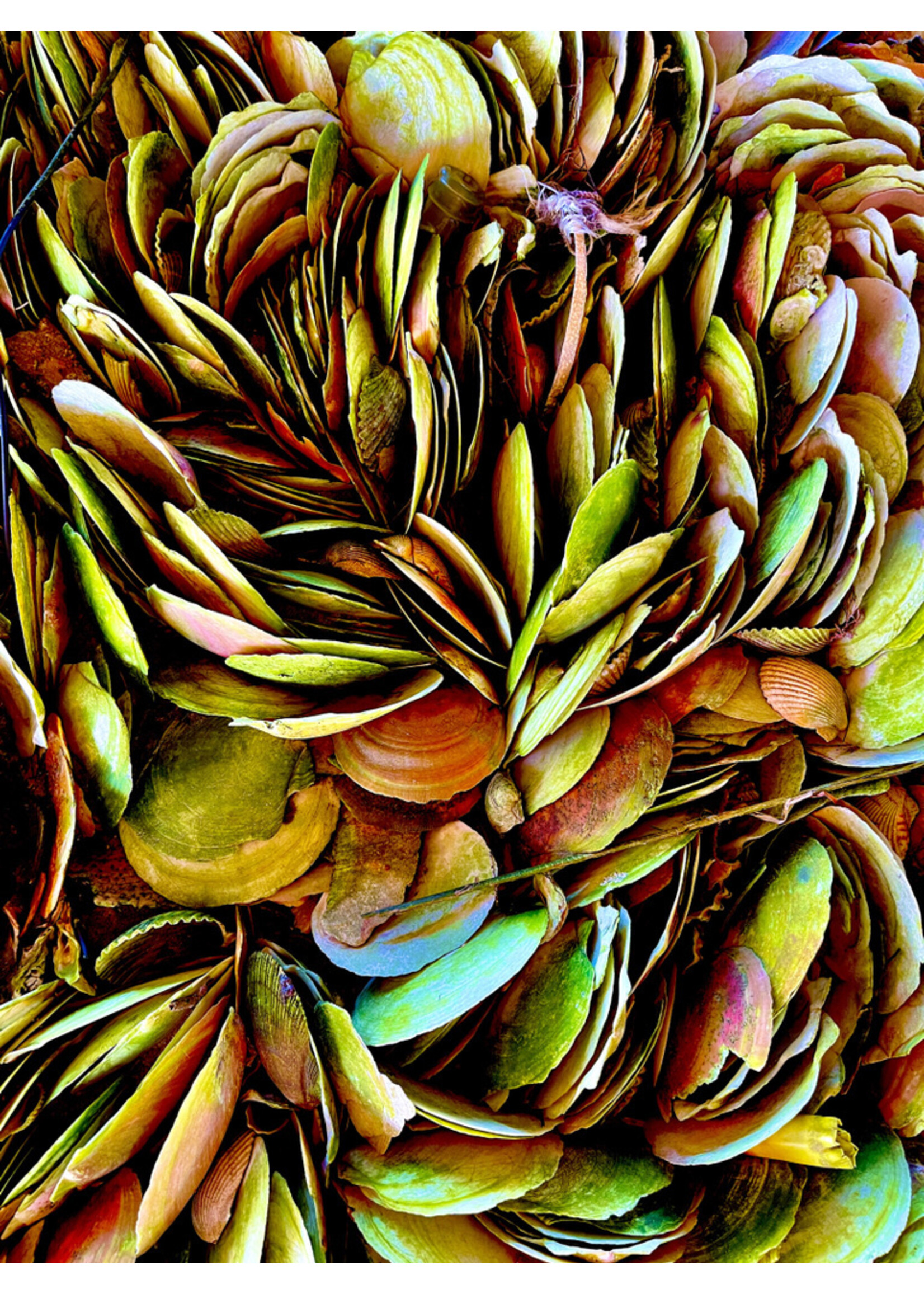 Muse Gallery Hendrix Scallops by  Cindy K. Smith