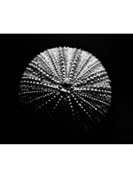 Muse Gallery Hollywood Test by Cindy K. Smith