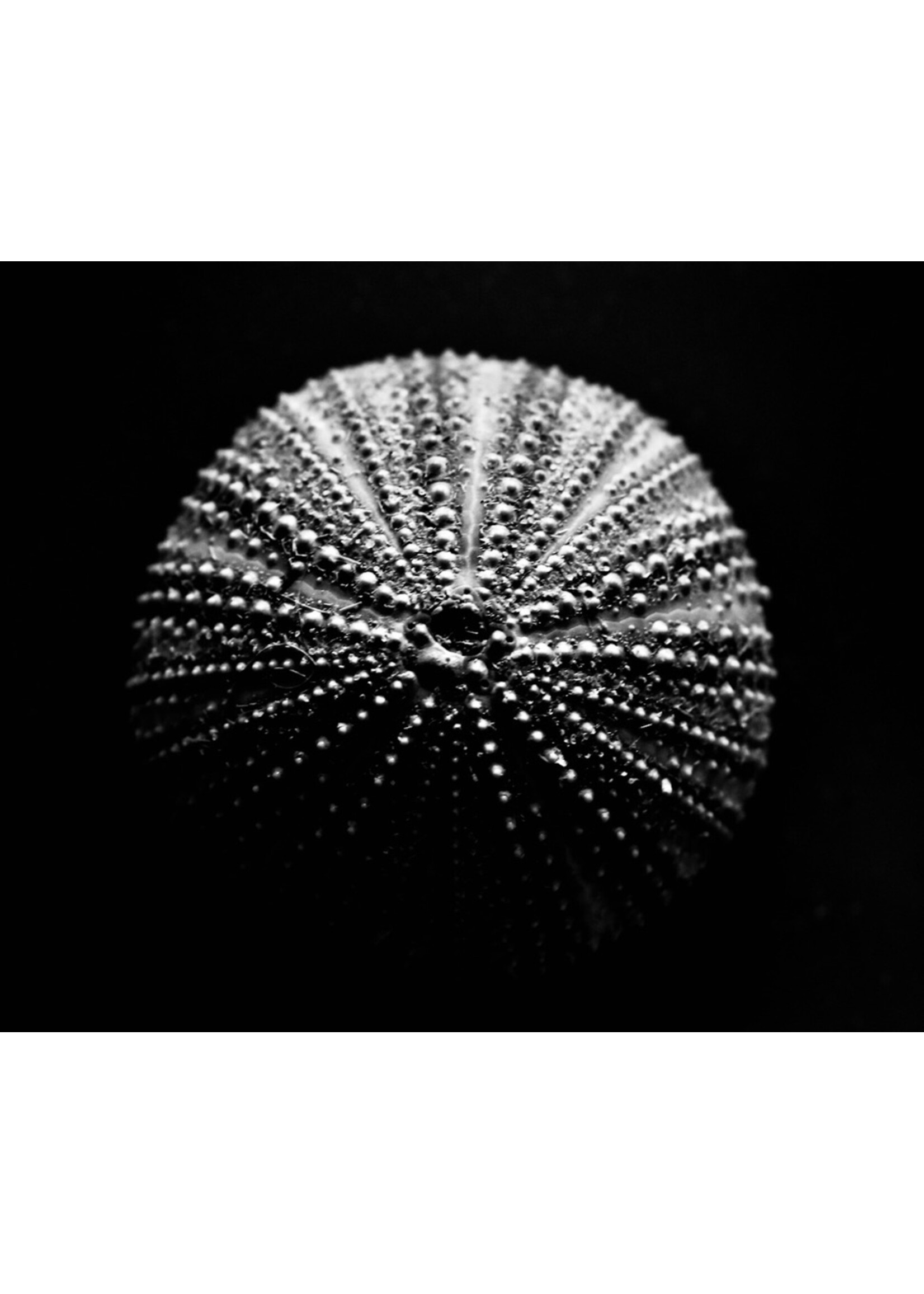 Muse Gallery Hollywood Test by Cindy K. Smith