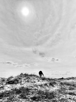 Muse Gallery Horse with Sun Halo by Cindy K. Smith