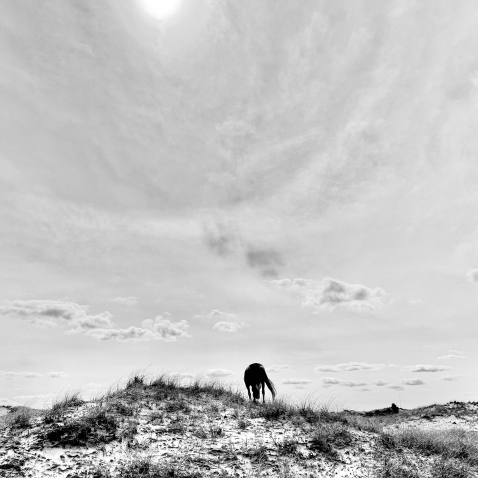 Muse Gallery Horse with Sun Halo Cindy K. Smith