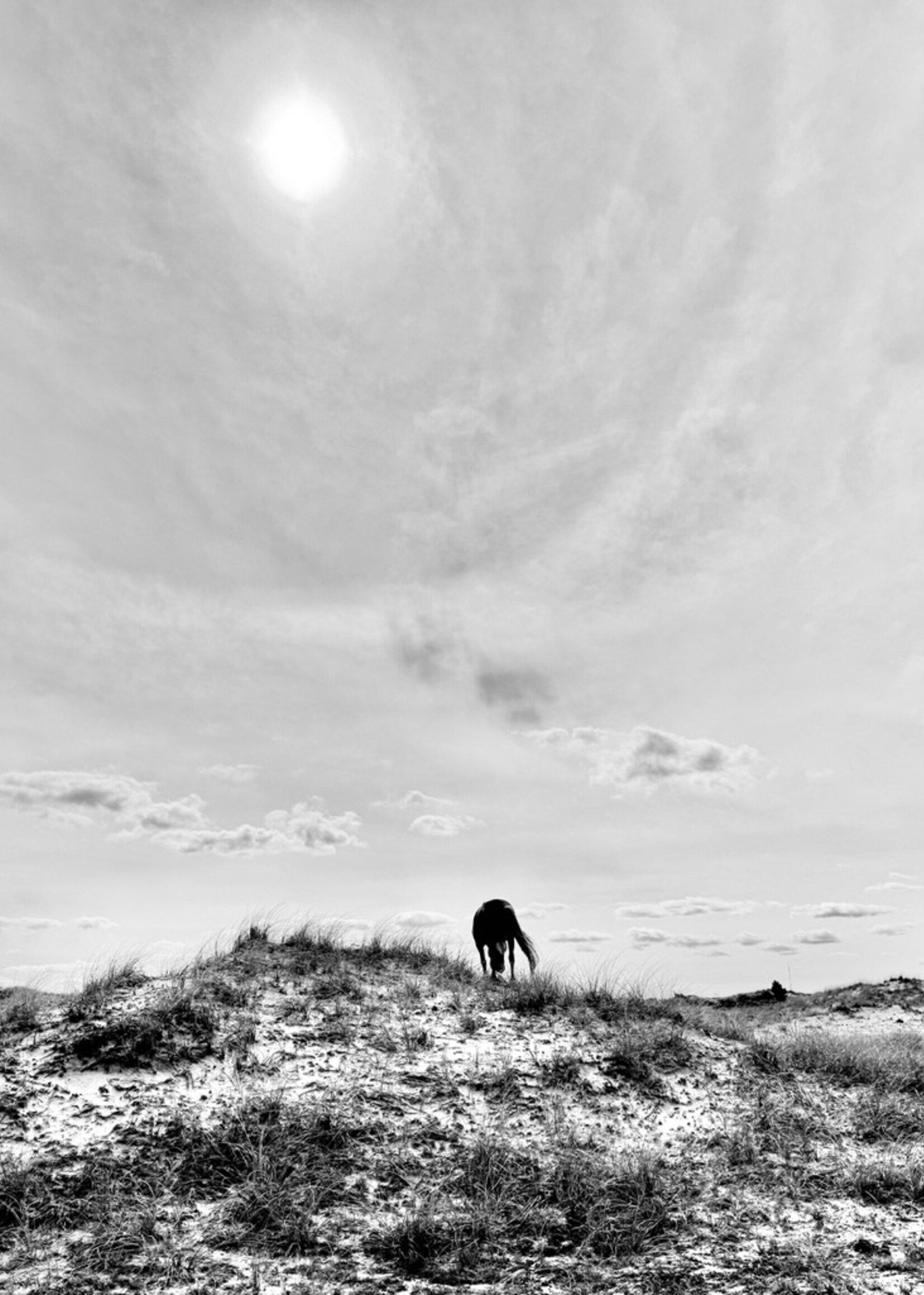 Muse Gallery Horse with Sun Halo Cindy K. Smith