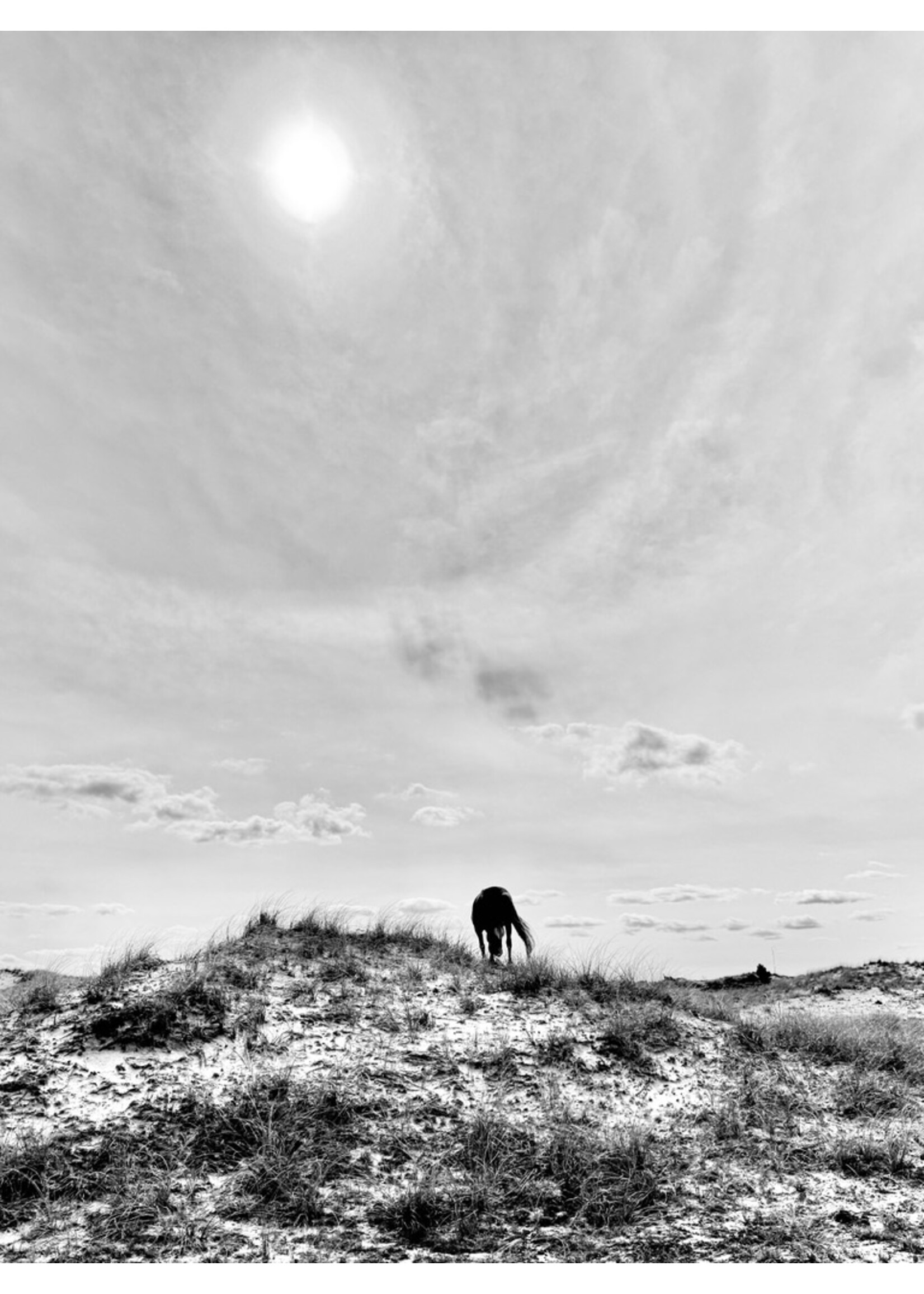 Muse Gallery Horse with Sun Halo Cindy K. Smith