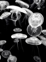 Muse Gallery Jellyfish Float by Cindy K. Smith