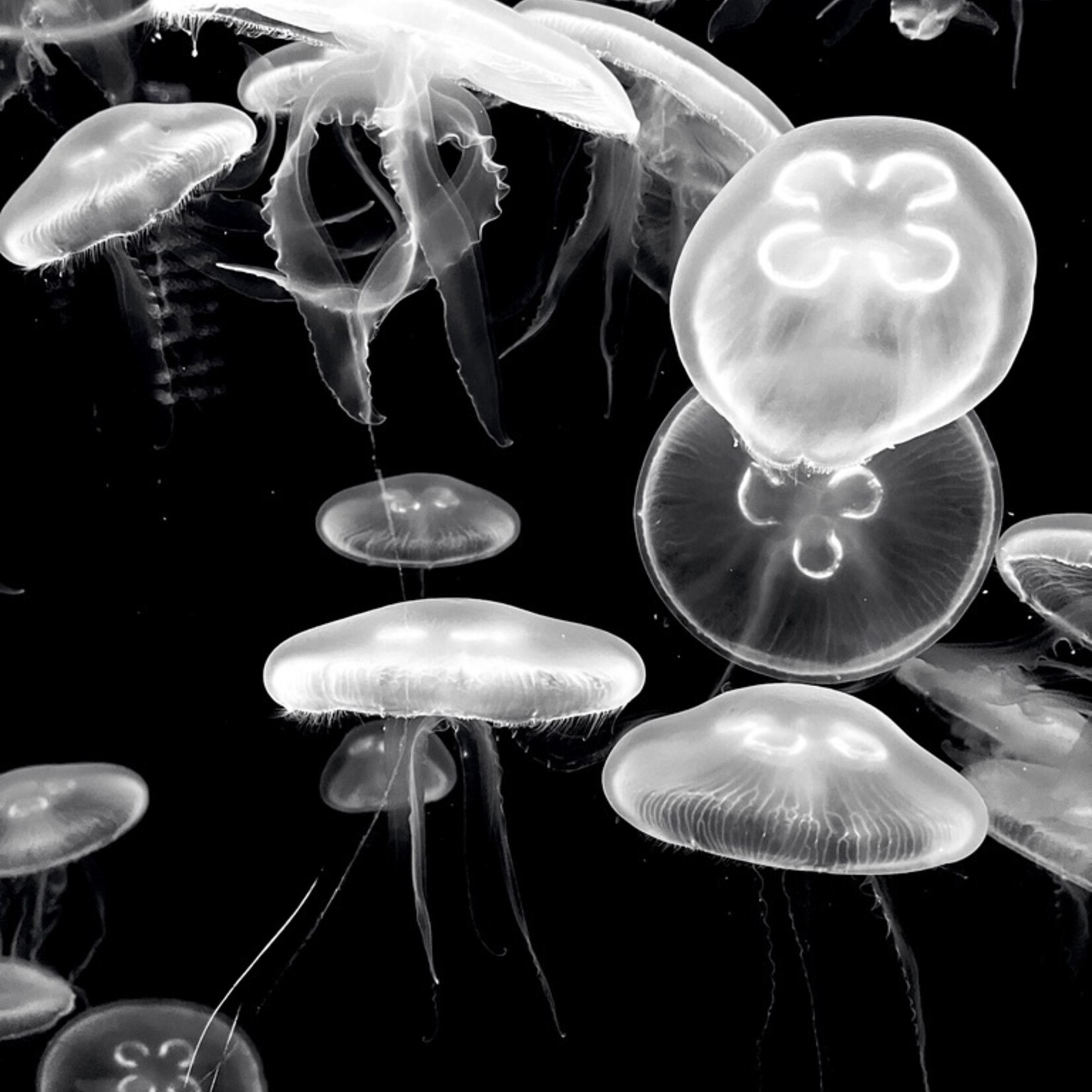 Muse Gallery Jellyfish Float by Cindy K. Smith