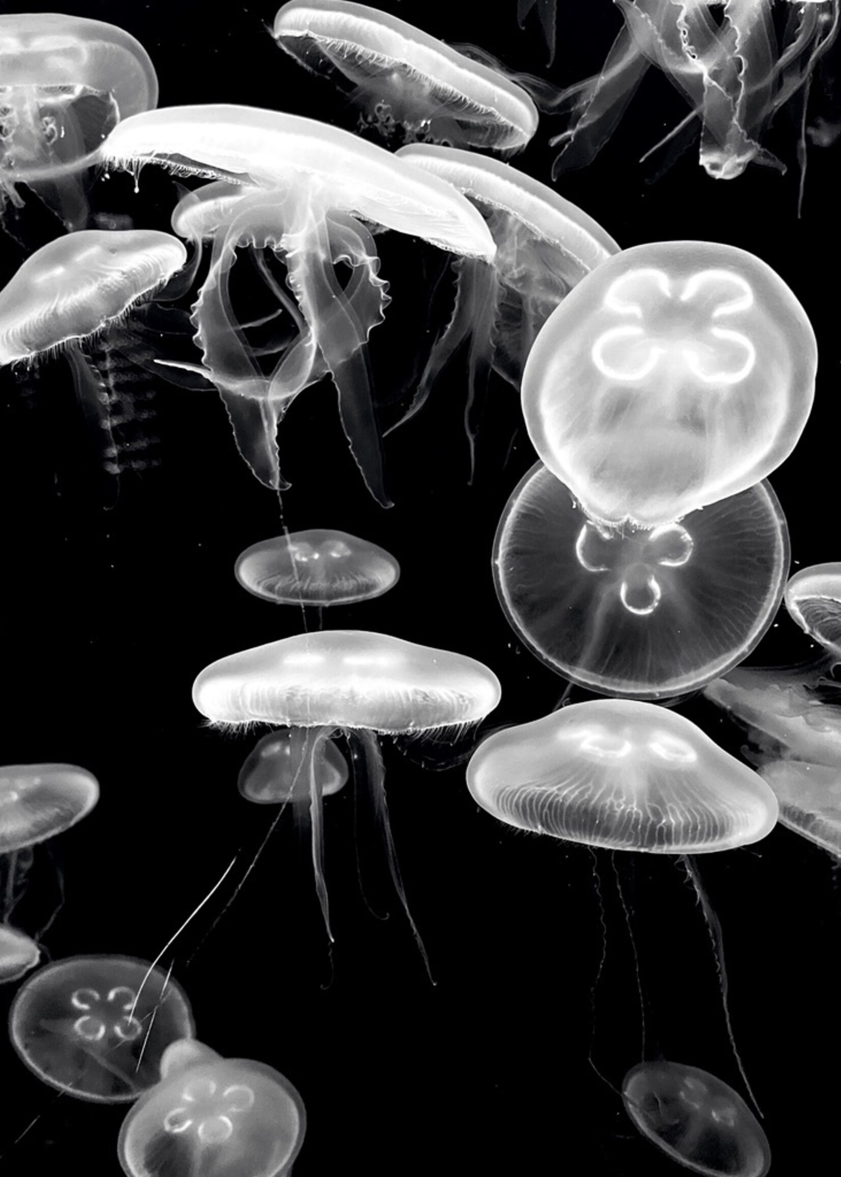 Muse Gallery Jellyfish Float by Cindy K. Smith