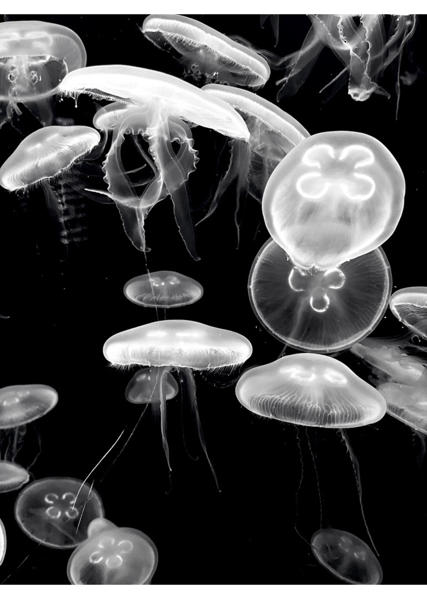 Muse Gallery Jellyfish Float by Cindy K. Smith