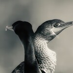 Muse Gallery Loon Love by  Cindy K. Smith