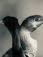 Muse Gallery Loon Love by  Cindy K. Smith