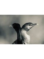 Muse Gallery Loon Love by  Cindy K. Smith