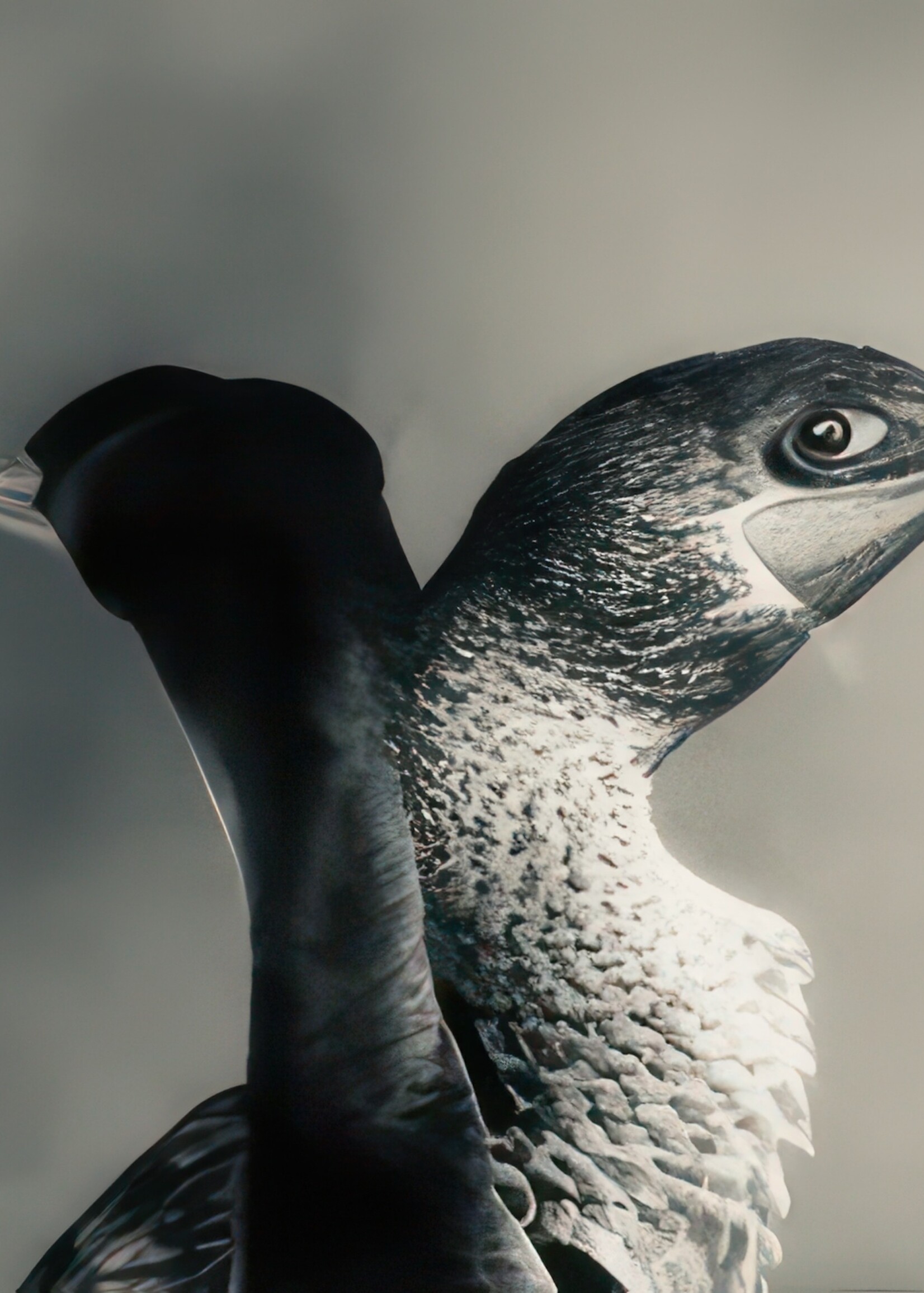 Muse Gallery Loon Love by Cindy K. Smith