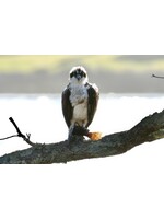 Muse Gallery My Flounder by Cindy K. Smith