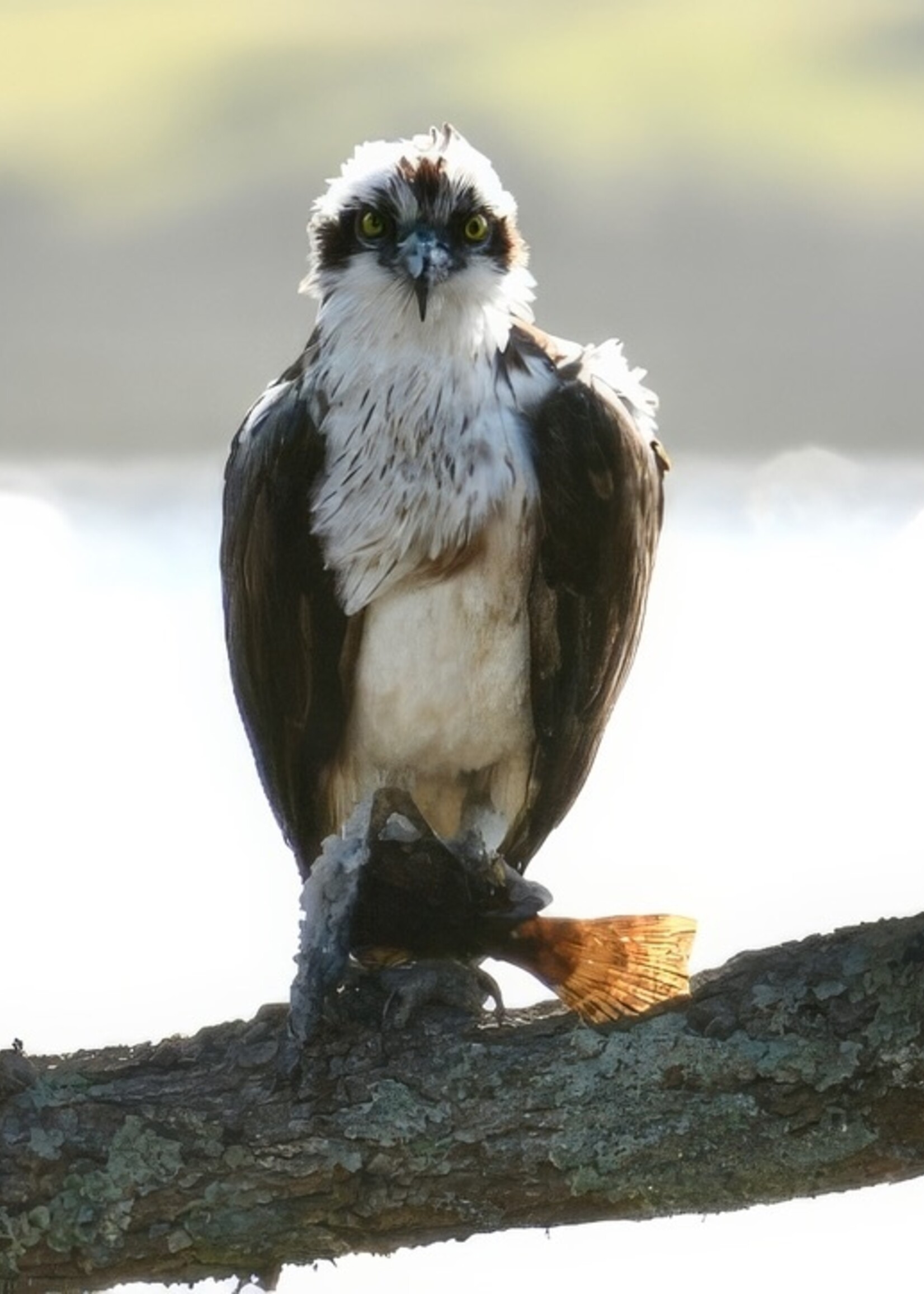 Muse Gallery My Flounder by Cindy K. Smith