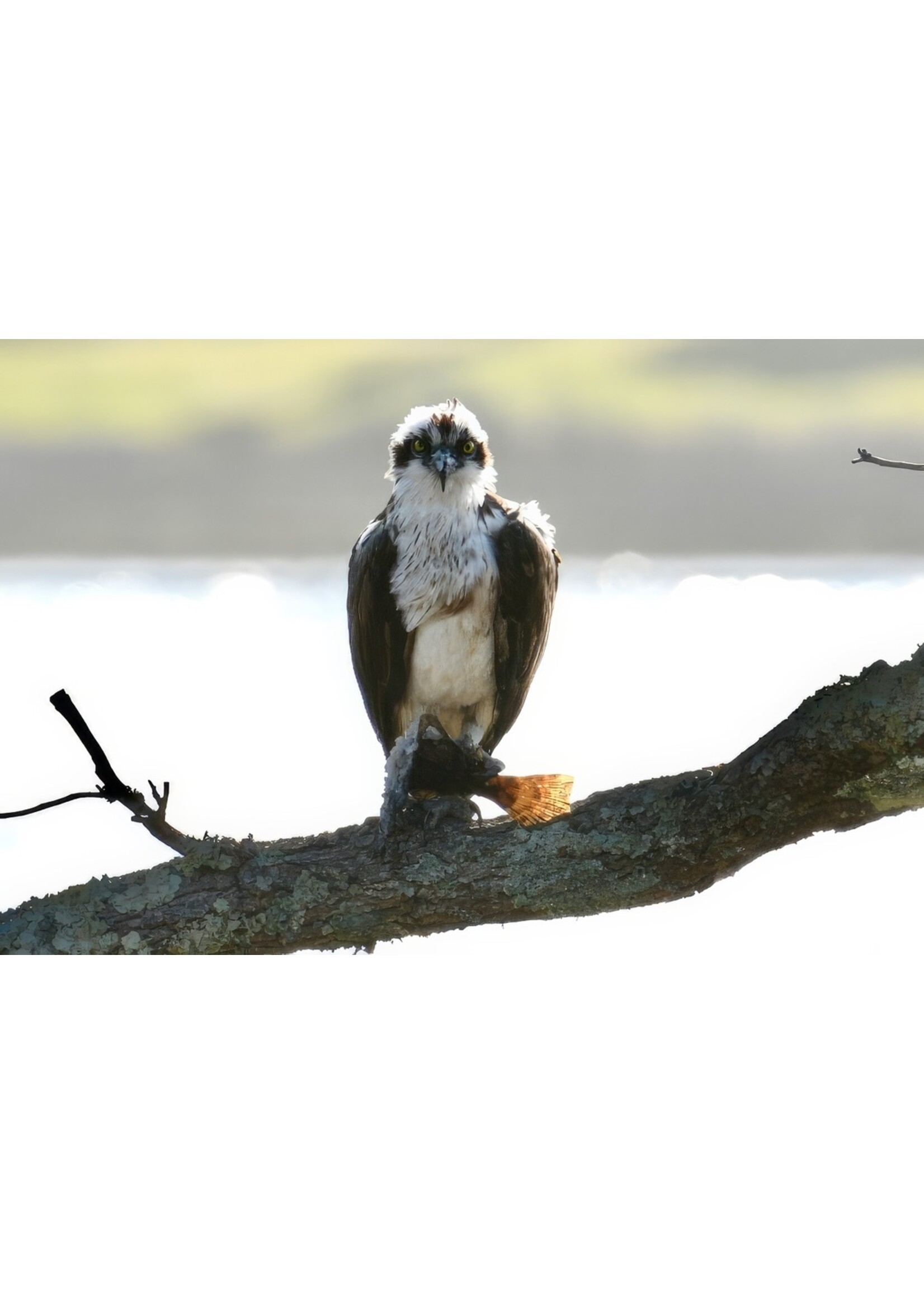 Muse Gallery My Flounder by Cindy K. Smith