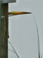 Muse Gallery Peek-A-Boo by Cindy K. Smith