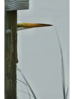 Muse Gallery Peek-A-Boo by Cindy K. Smith