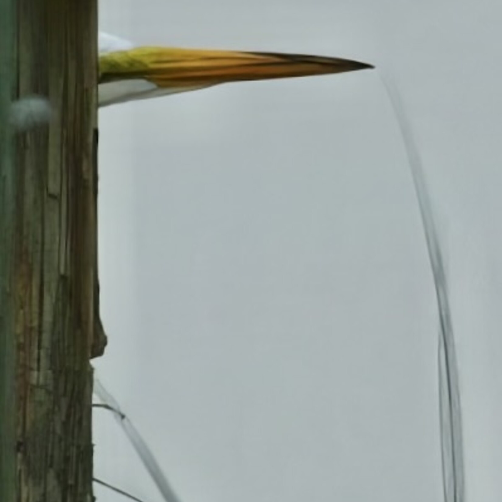Muse Gallery Peek-A-Boo by Cindy K. Smith
