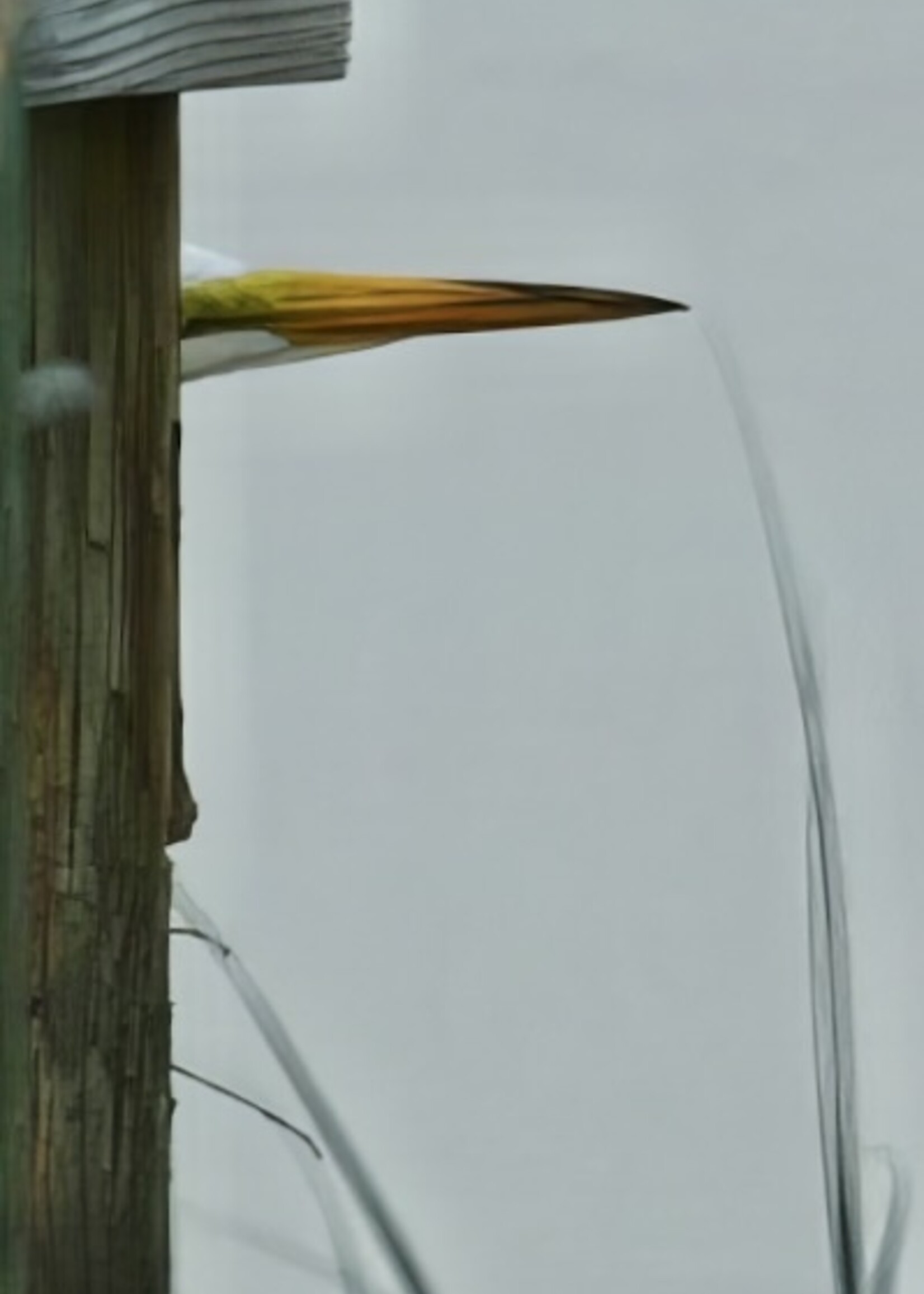 Muse Gallery Peek-A-Boo by Cindy K. Smith