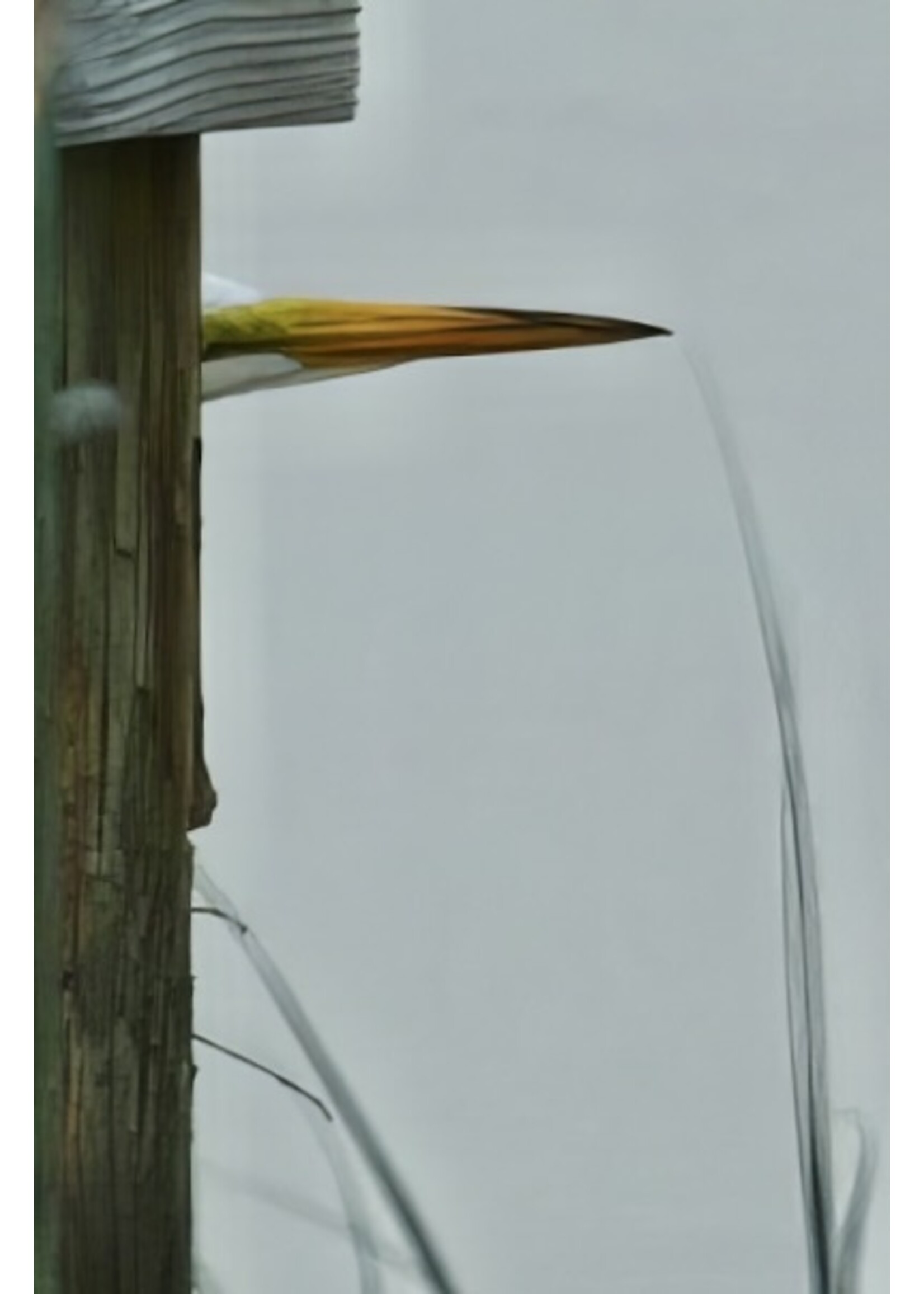 Muse Gallery Peek-A-Boo by Cindy K. Smith