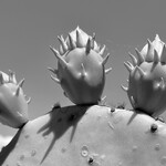 Muse Gallery Prickly Pear by Cindy K. Smith