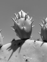 Muse Gallery Prickly Pear by Cindy K. Smith