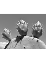 Muse Gallery Prickly Pear by Cindy K. Smith