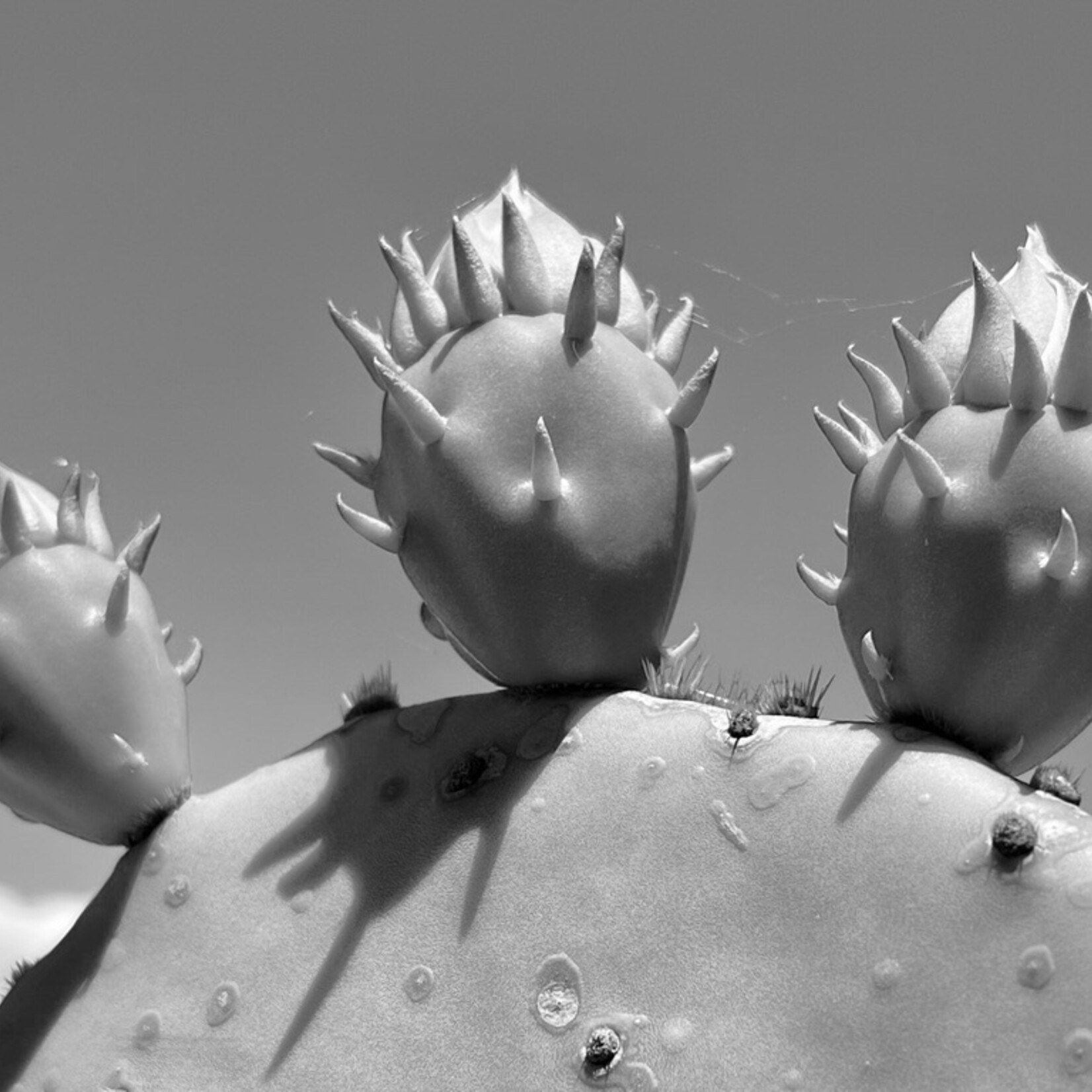 Muse Gallery Prickly Pear by Cindy K. Smith