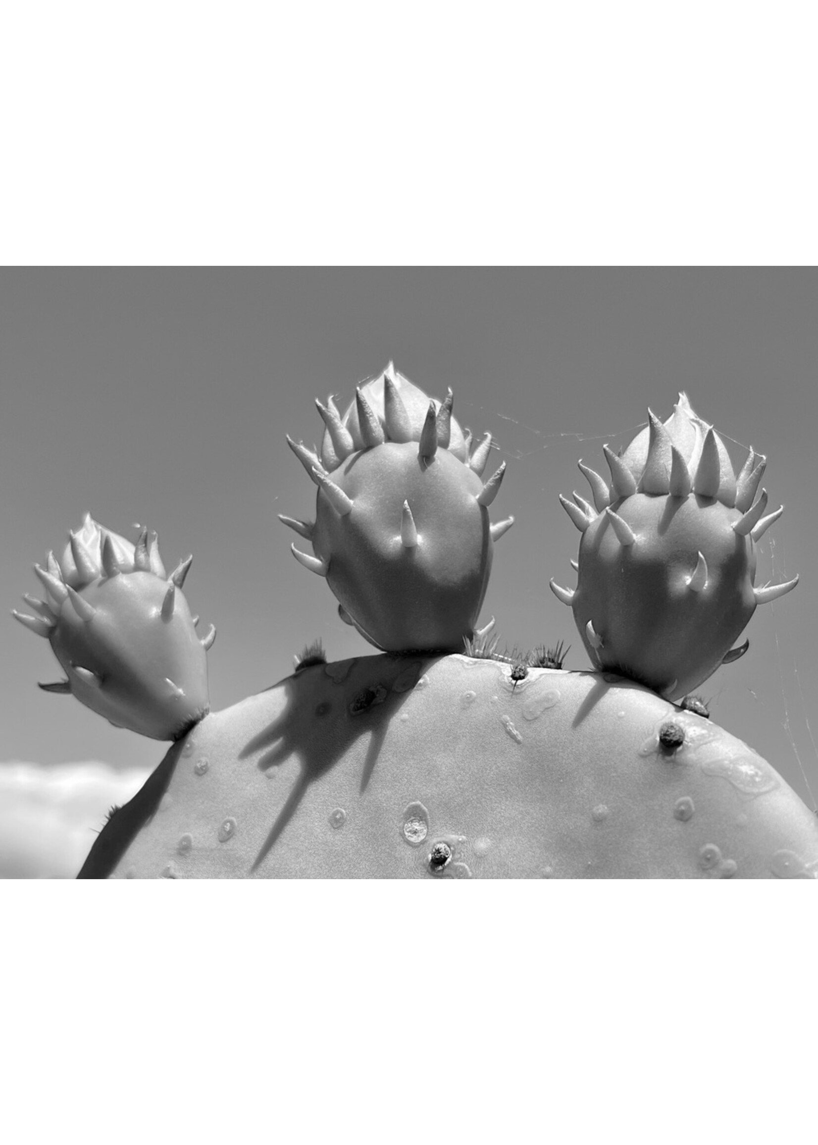 Muse Gallery Prickly Pear by Cindy K. Smith