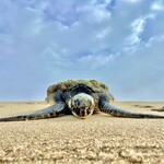 Muse Gallery Resting... by Cindy K. Smith