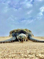 Muse Gallery Resting... by Cindy K. Smith
