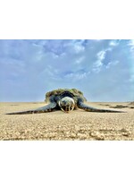 Muse Gallery Resting... by Cindy K. Smith