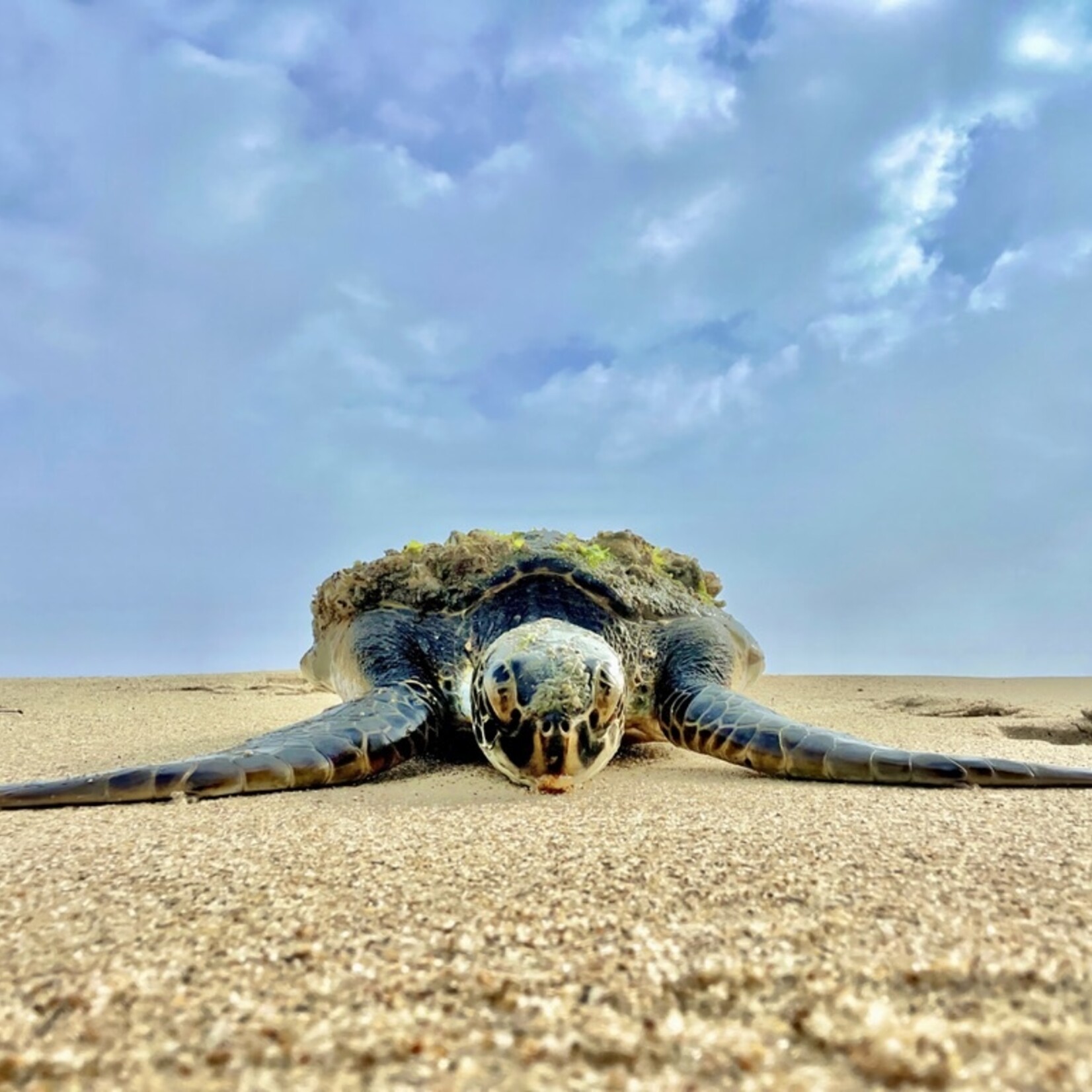 Muse Gallery Resting... by Cindy K. Smith