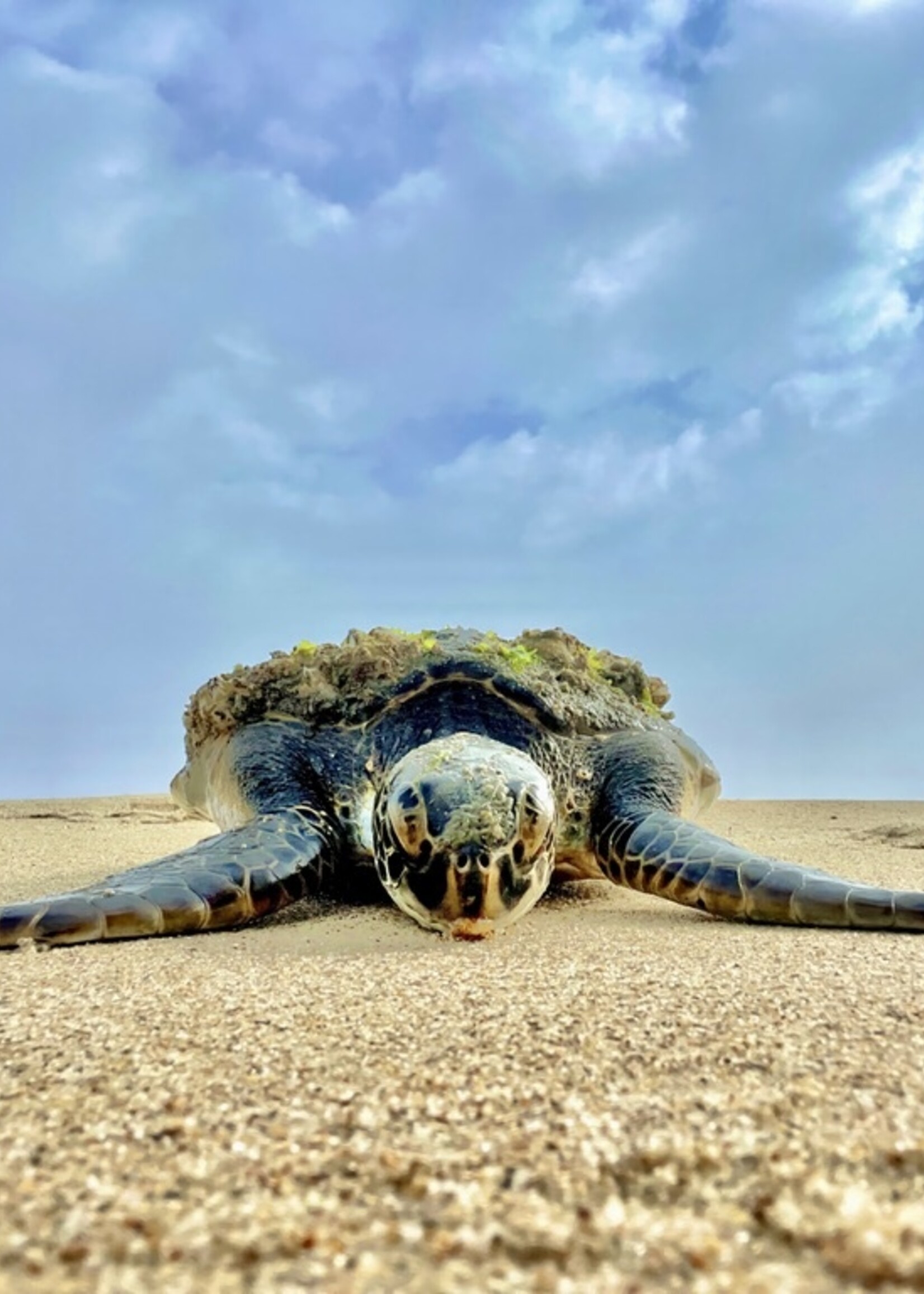 Muse Gallery Resting... by Cindy K. Smith